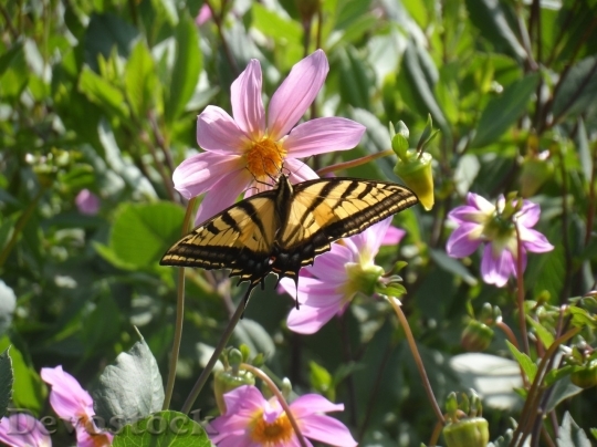 Devostock Butterfly colorful  (441)