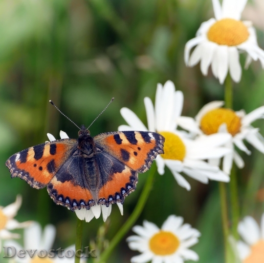 Devostock Butterfly colorful  (443)