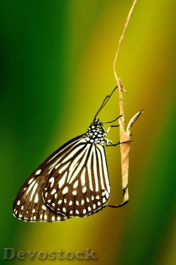 Devostock Butterfly colorful  (444)