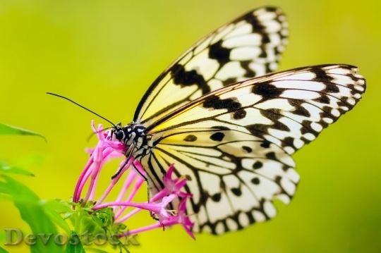 Devostock Butterfly colorful  (446)