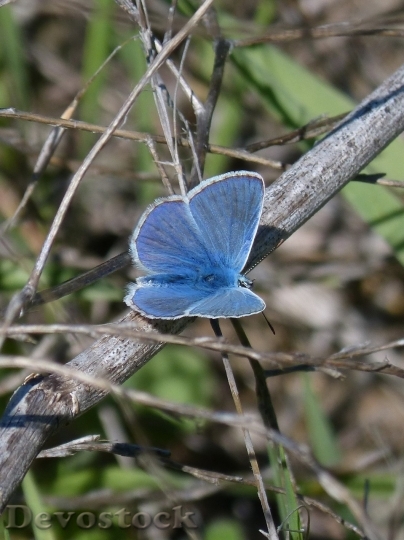 Devostock Butterfly colorful  (447)