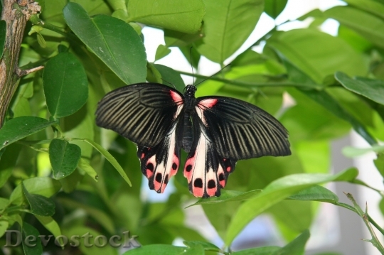 Devostock Butterfly colorful  (448)