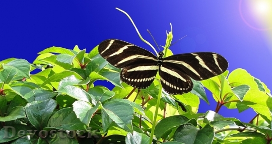 Devostock Butterfly colorful  (45)