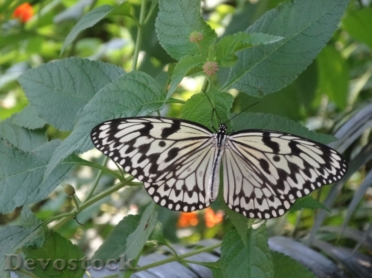 Devostock Butterfly colorful  (450)