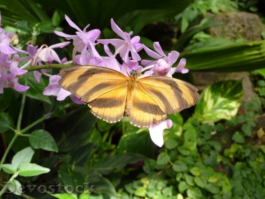 Devostock Butterfly colorful  (452)