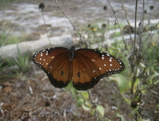 Devostock Butterfly colorful  (455)