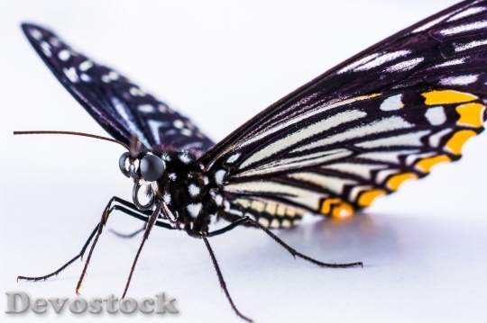 Devostock Butterfly colorful  (457)