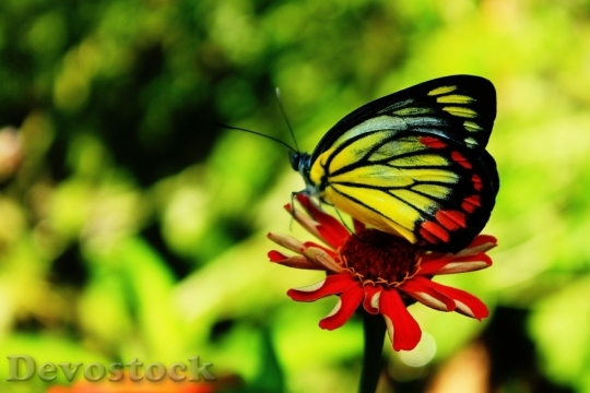 Devostock Butterfly colorful  (458)