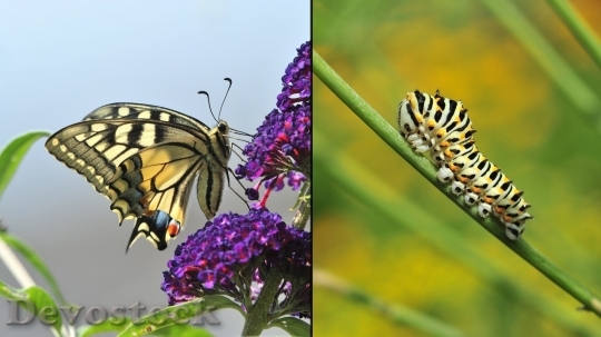 Devostock Butterfly colorful  (459)