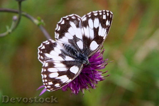 Devostock Butterfly colorful  (46)