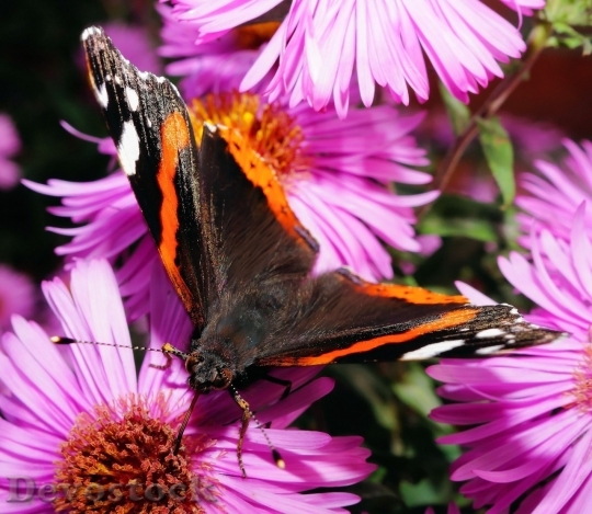 Devostock Butterfly colorful  (460)