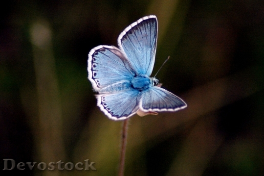 Devostock Butterfly colorful  (461)