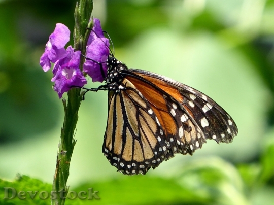 Devostock Butterfly colorful  (462)