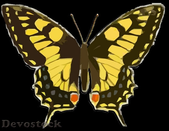 Devostock Butterfly colorful  (463)