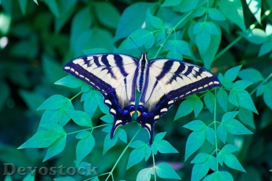Devostock Butterfly colorful  (464)