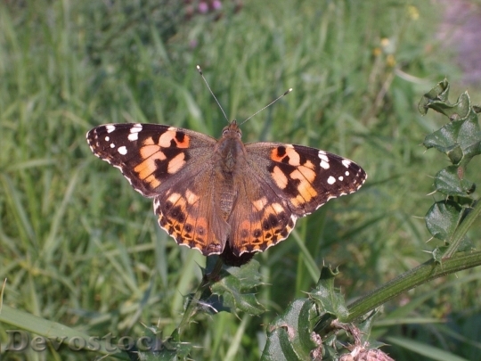 Devostock Butterfly colorful  (465)