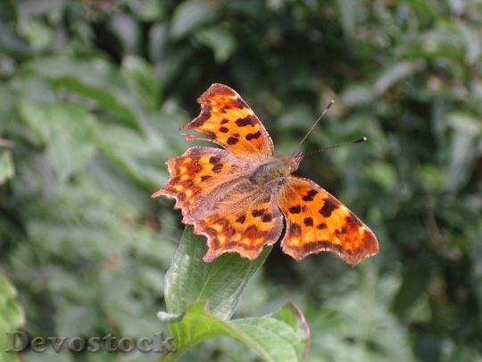 Devostock Butterfly colorful  (466)
