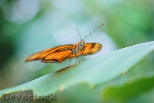 Devostock Butterfly colorful  (468)