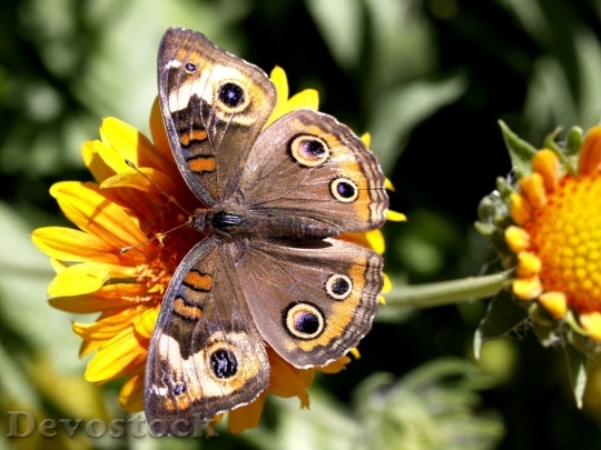 Devostock Butterfly colorful  (469)