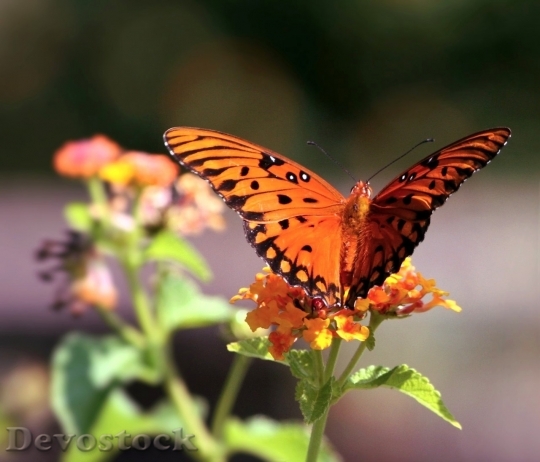 Devostock Butterfly colorful  (470)