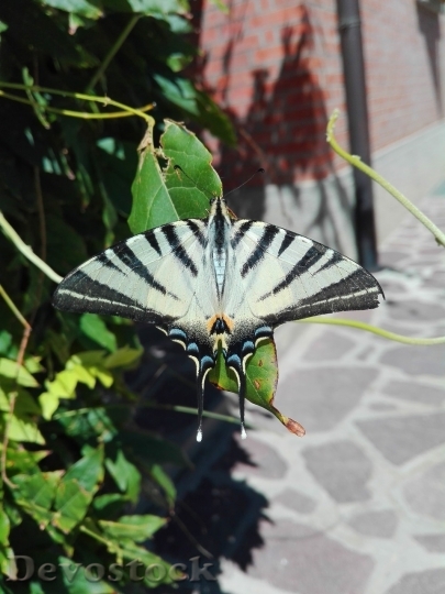 Devostock Butterfly colorful  (471)