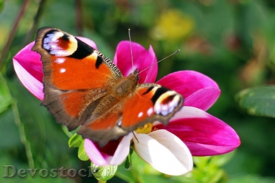 Devostock Butterfly colorful  (472)