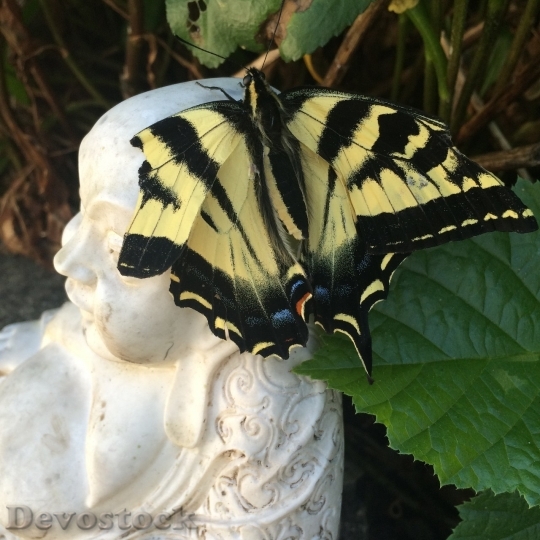 Devostock Butterfly colorful  (474)