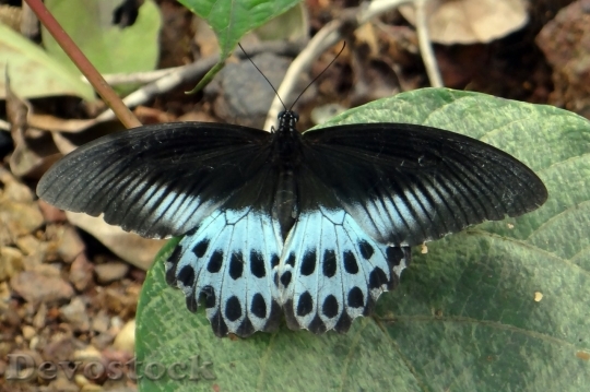Devostock Butterfly colorful  (475)