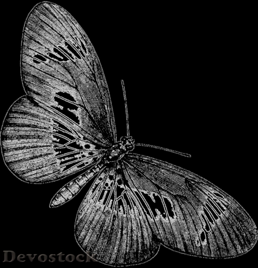 Devostock Butterfly colorful  (477)