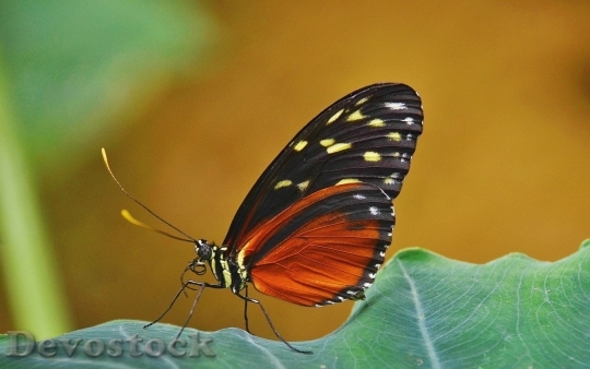 Devostock Butterfly colorful  (478)