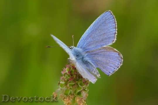 Devostock Butterfly colorful  (479)