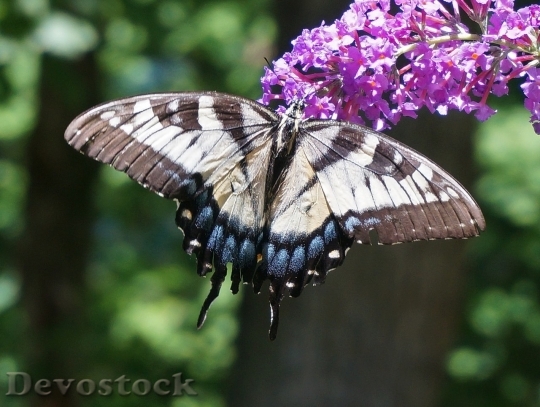 Devostock Butterfly colorful  (481)