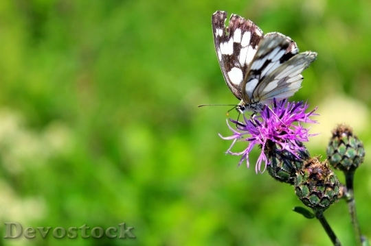 Devostock Butterfly colorful  (483)