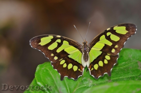 Devostock Butterfly colorful  (485)