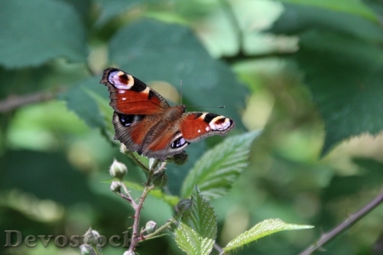 Devostock Butterfly colorful  (486)