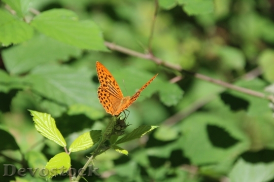 Devostock Butterfly colorful  (487)