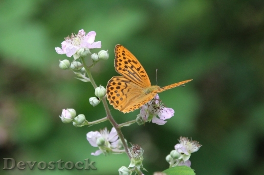 Devostock Butterfly colorful  (488)