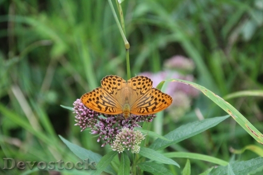 Devostock Butterfly colorful  (489)
