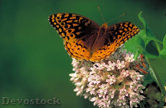Devostock Butterfly colorful  (49)
