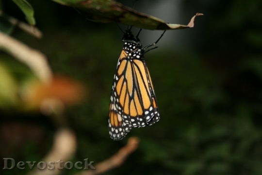 Devostock Butterfly colorful  (491)