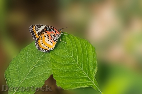 Devostock Butterfly colorful  (492)