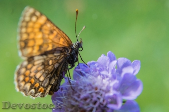 Devostock Butterfly colorful  (494)