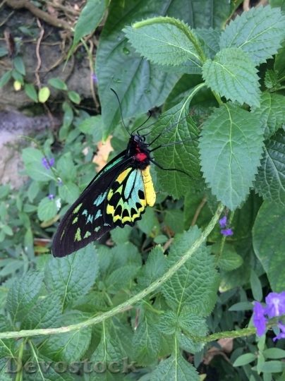 Devostock Butterfly colorful  (495)