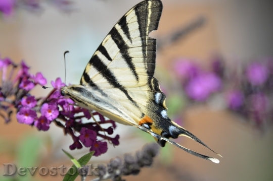 Devostock Butterfly colorful  (496)