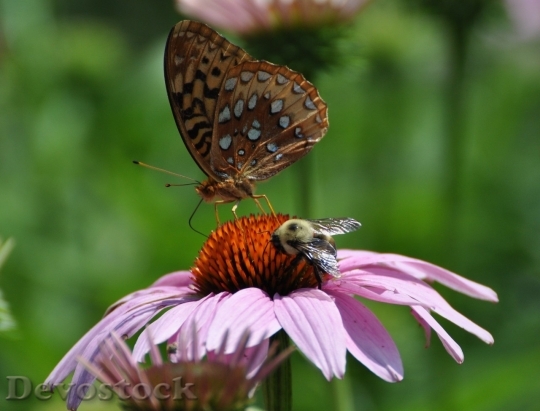 Devostock Butterfly colorful  (498)