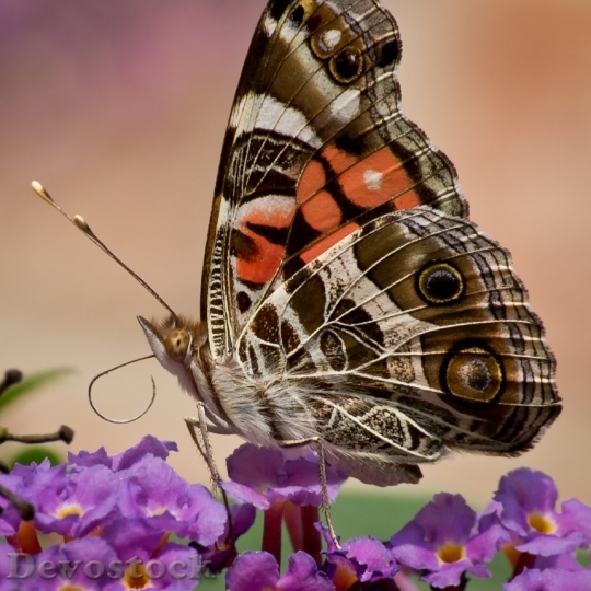 Devostock Butterfly colorful  (499)