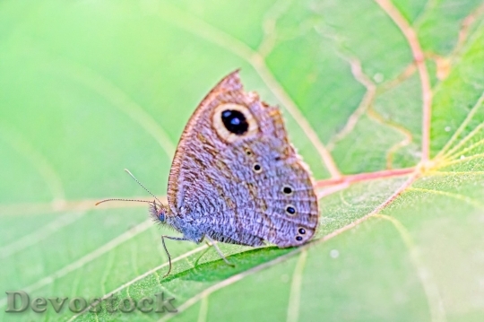 Devostock Butterfly colorful  (5)