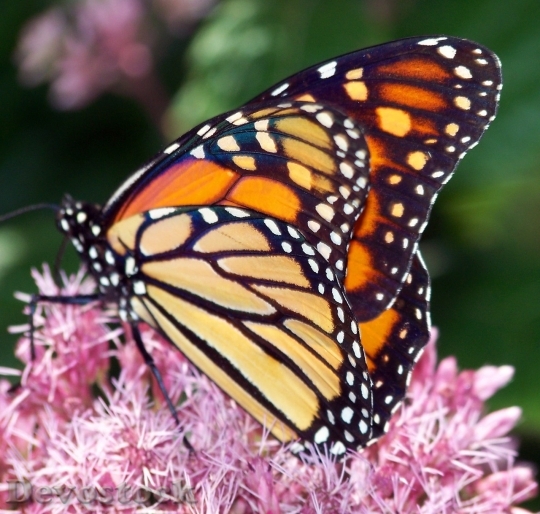 Devostock Butterfly colorful  (50)