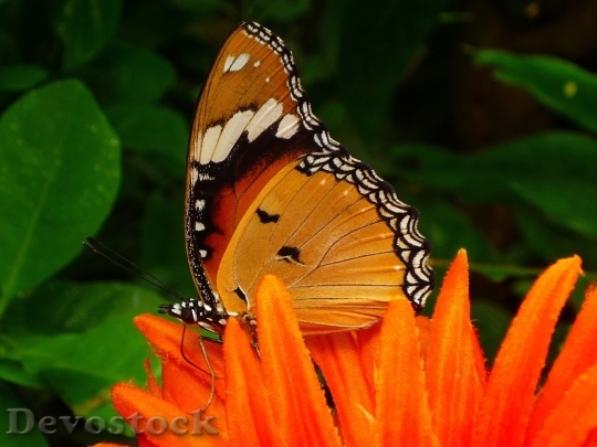 Devostock Butterfly colorful  (51)