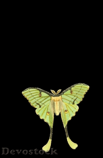 Devostock Butterfly colorful  (52)